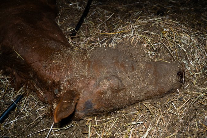 Dead mare - missing fur on neck