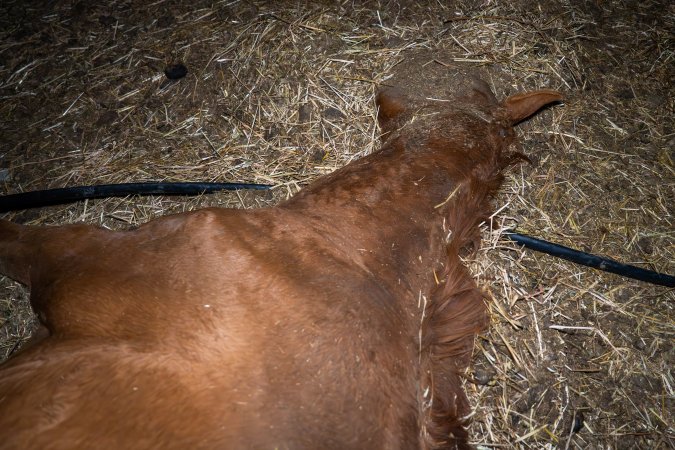 Dead mare