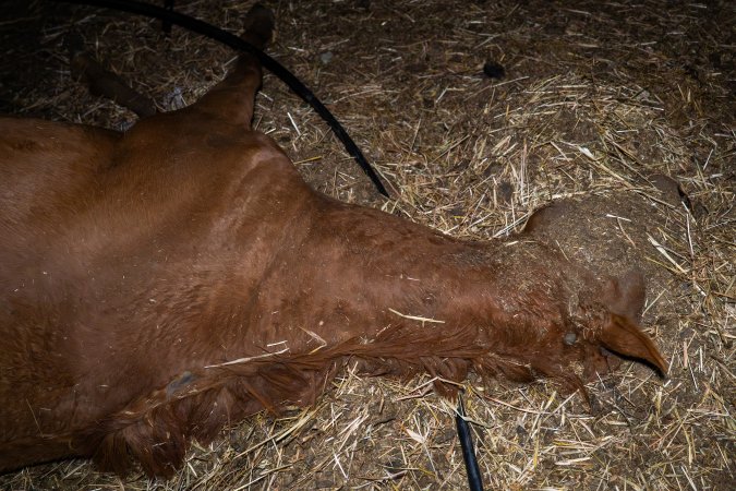 Dead mare
