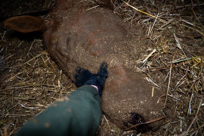 Investigator strokes the face of a dead mare
