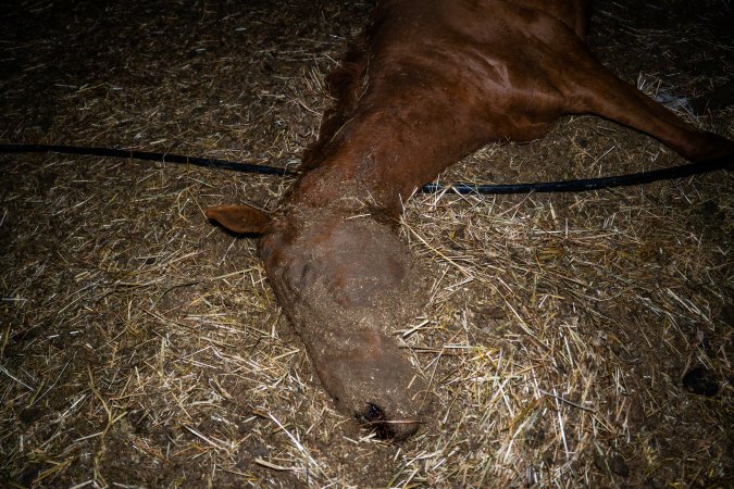 Dead mare