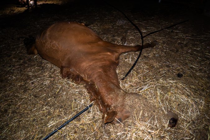Dead mare