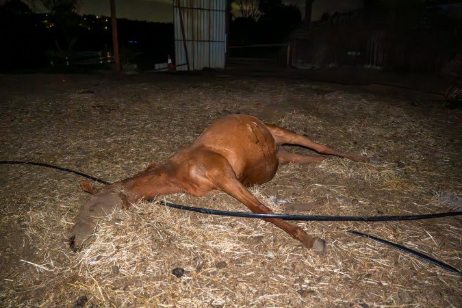 Dead mare