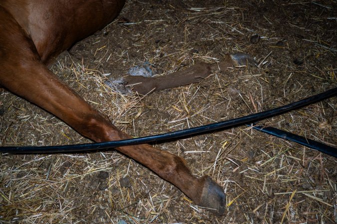 Dead mare's hooves