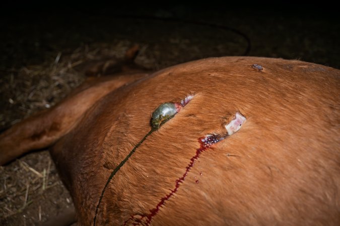 Dead mare with wounds on belly
