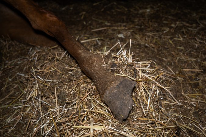 Hooves of dead mare