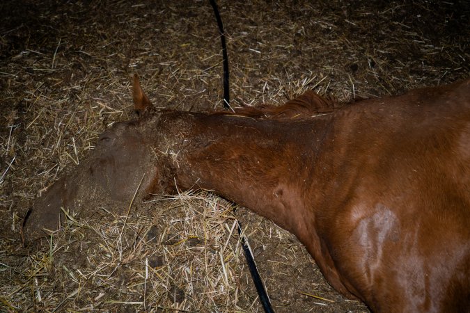 Dead mare