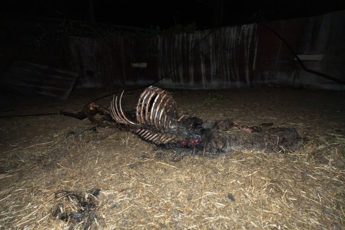Skeleton of horse