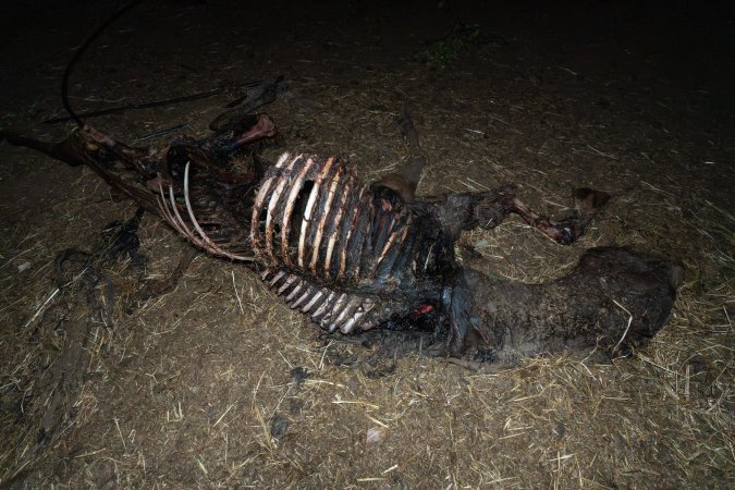 Skeleton of horse