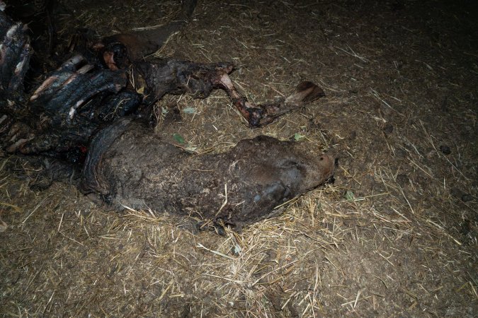 Skeleton of horse