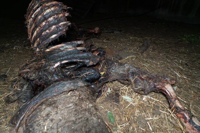 Skeleton of horse