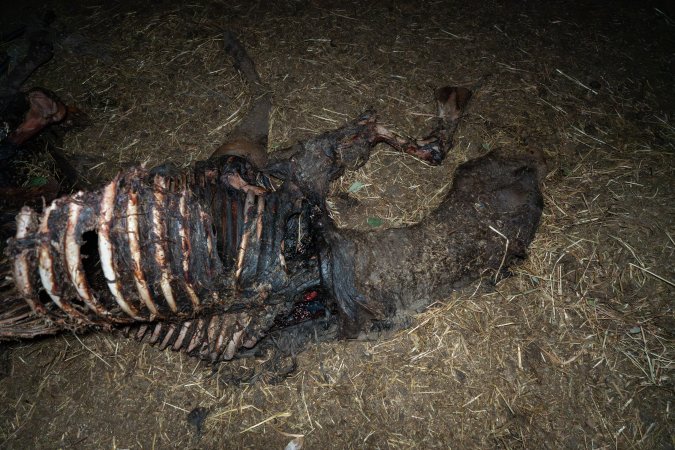 Skeleton of horse