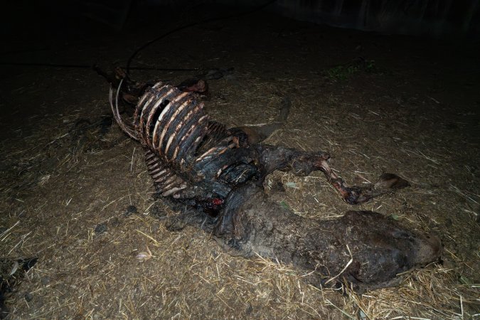 Skeleton of horse