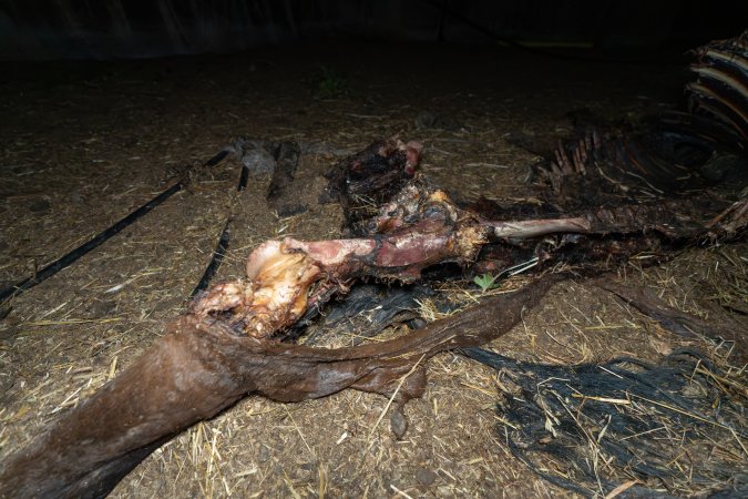 Skeleton of horse