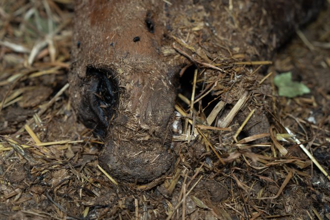 Skeleton of horse