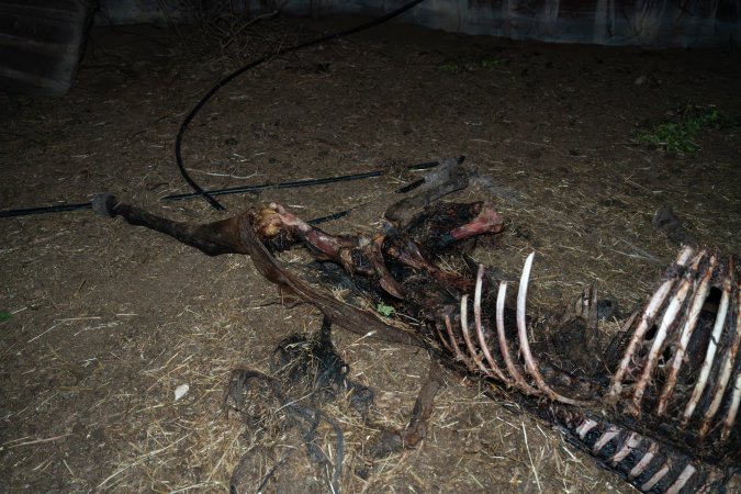 Skeleton of horse