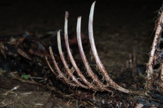 Skeleton of horse