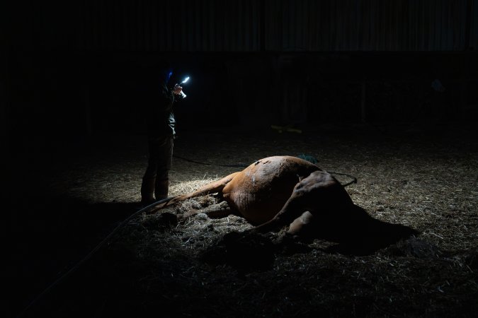 Investigator films a dead horse