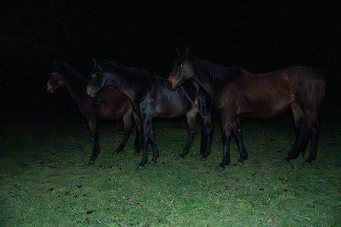 Horses in paddock