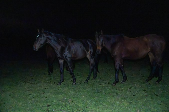 Horses in paddock