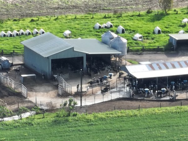 NSW Dairy farm and calf crates - 2025
