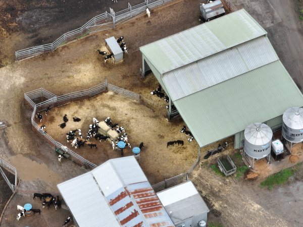 NSW Dairy farm and calf crates - 2025