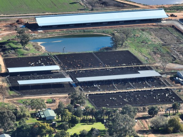 Drone - Dairy factory farm