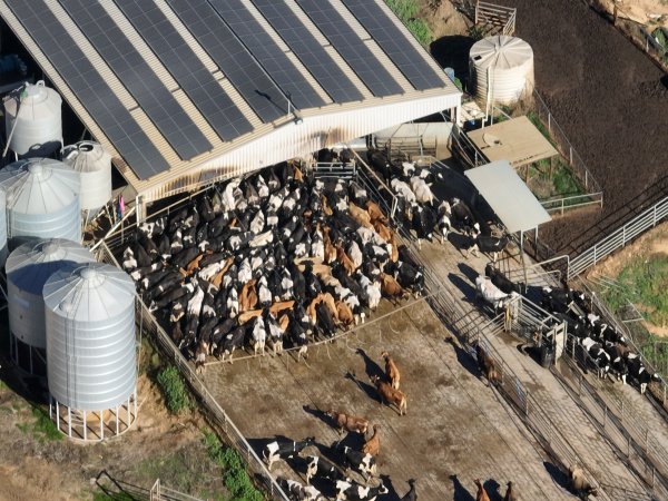 Drone - Dairy factory farm
