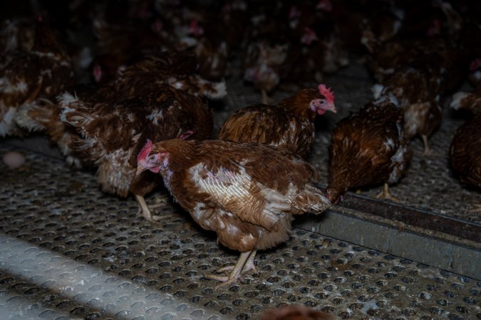 Hen with missing feathers from wings