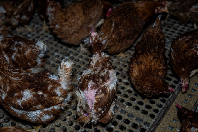 Hen with missing feathers from wings and head.