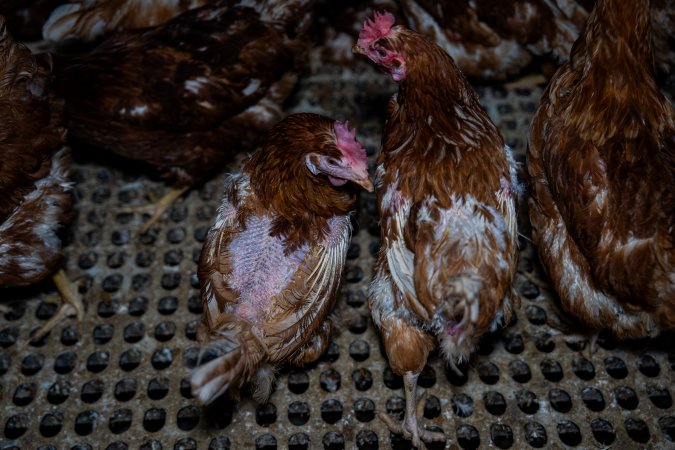 Hen with missing feathers from wings and head.