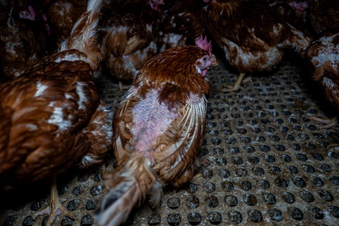 Hen with missing feathers from wings and head.