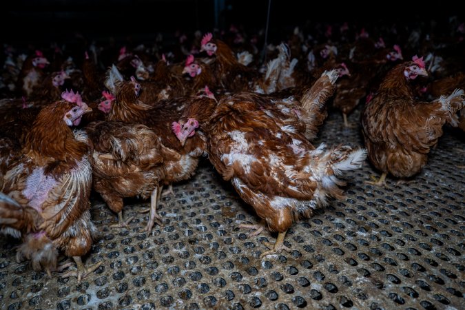 Hens in free-range shed