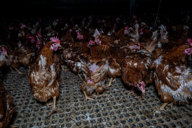 Hens in free-range shed