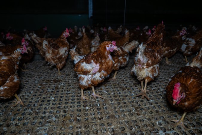 Hen missing feathers from wing