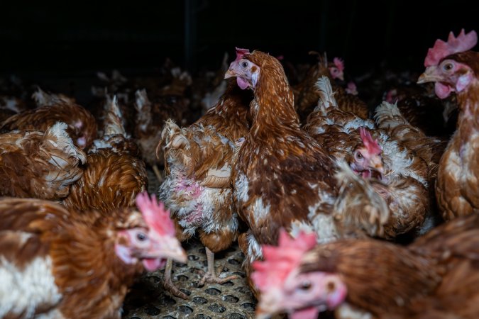 Free-range eggs investigation 2025