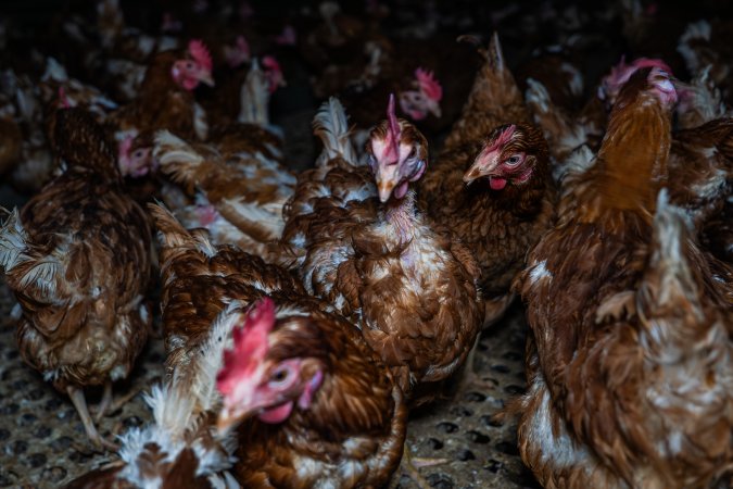 Free-range eggs investigation 2025