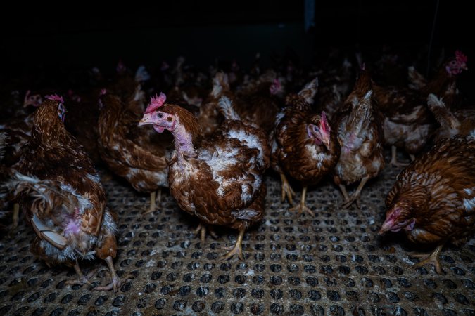 Hen with missing feathers