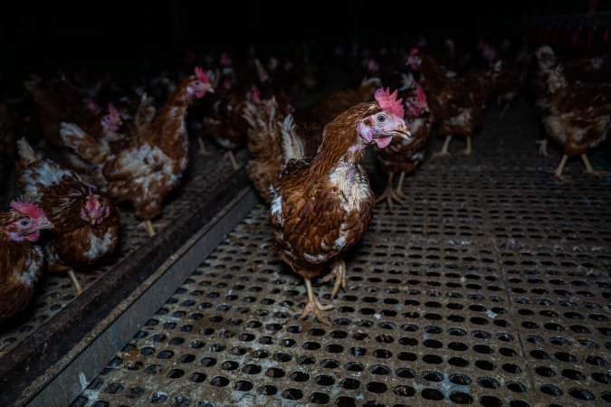 Hen with missing feathers