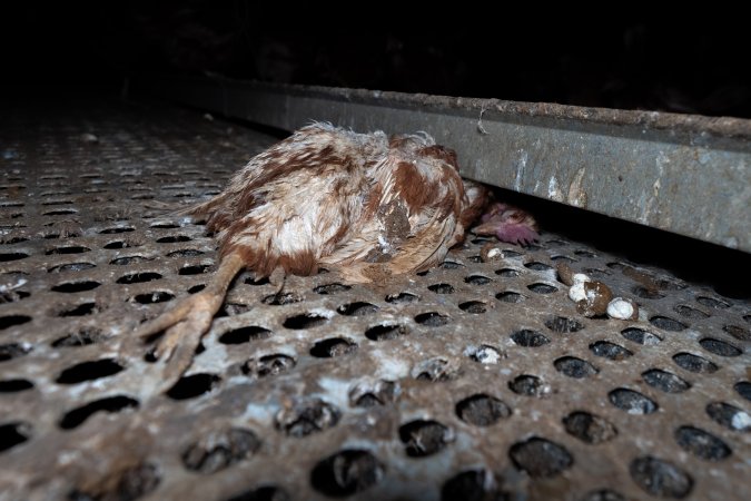 Dead hen in free-range shed.