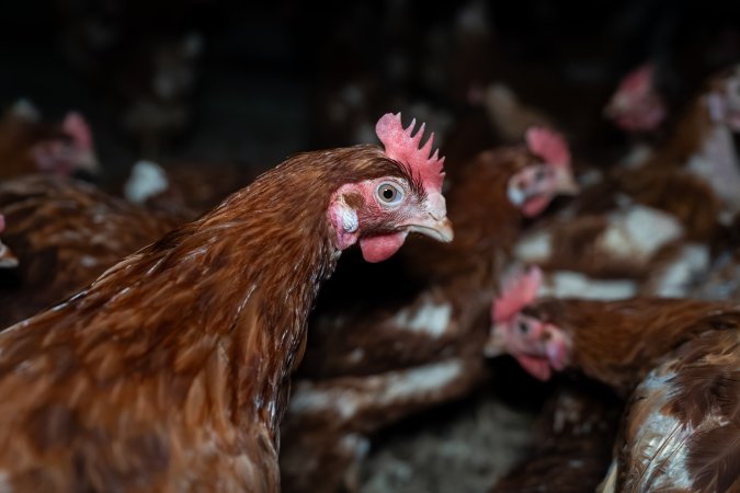 Free-range eggs investigation 2025