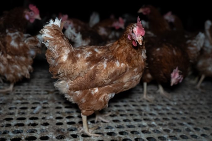 Free-range eggs investigation 2025