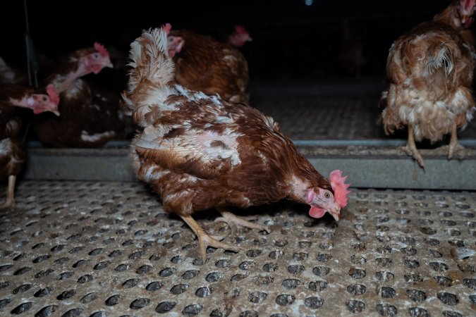 Hen with missing feathers