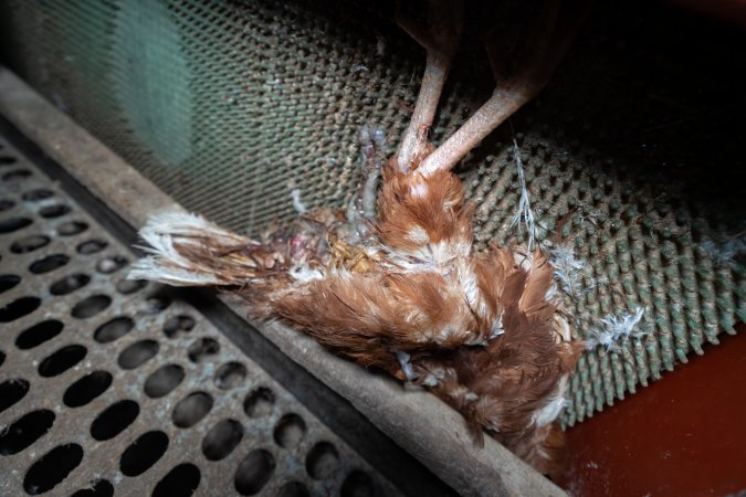 Dead hen in free range shed