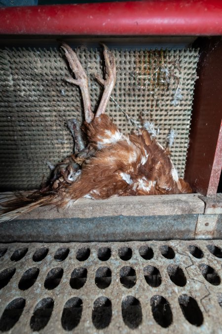 Dead hen in free-range shed