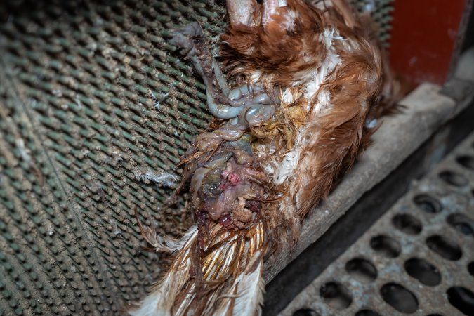 Dead hen in free-range shed