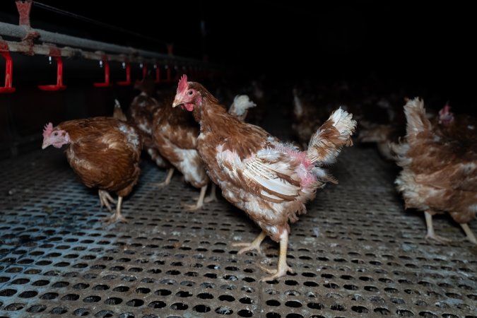 Hen with missing feathers