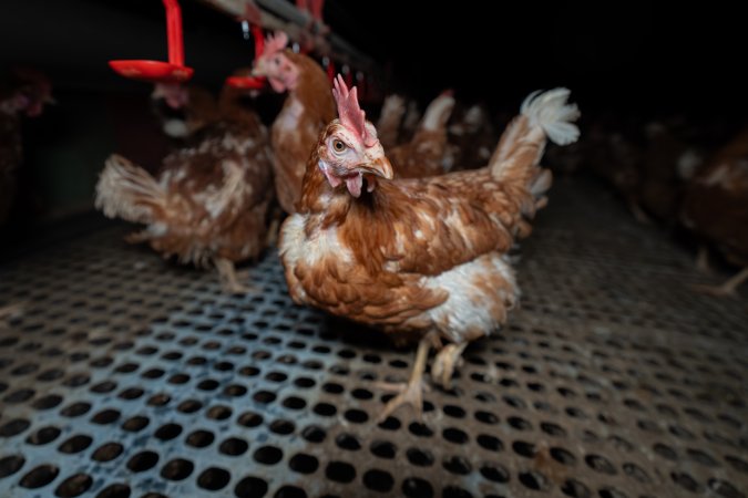 Hen in free-range shed