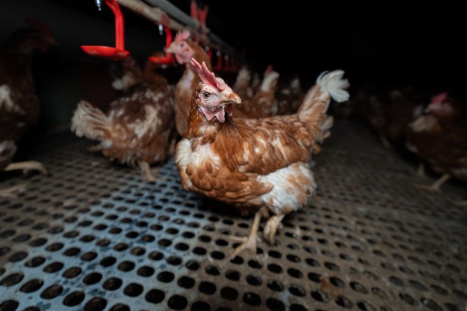 Hen in free-range shed