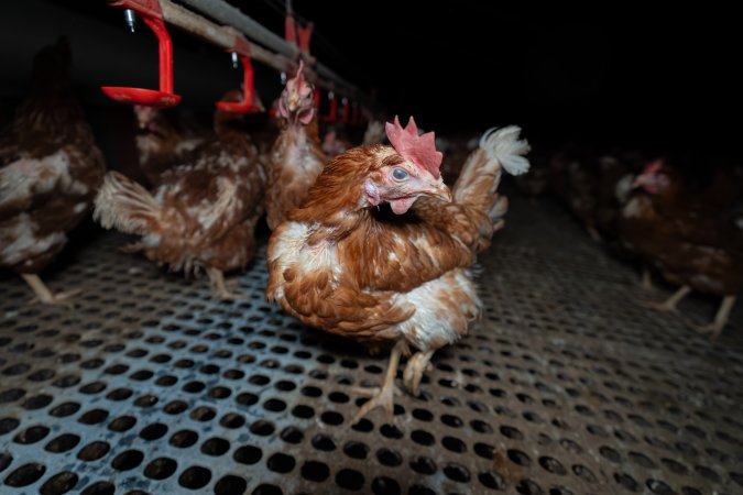 Hen in free-range shed